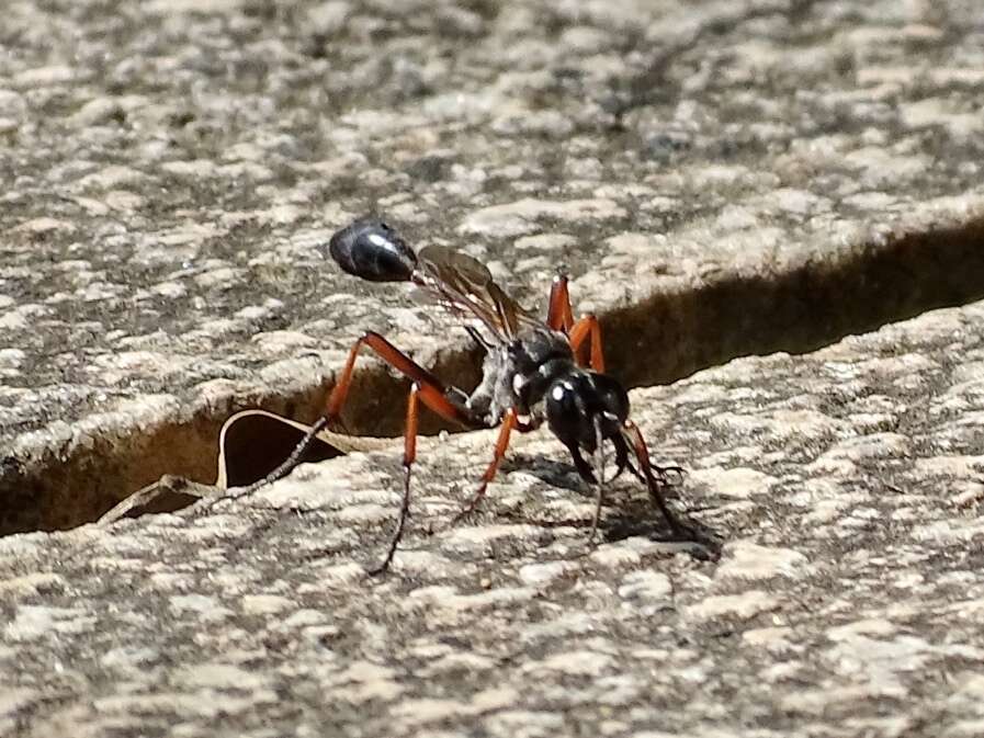 Ammophila clavus (Fabricius 1775) resmi