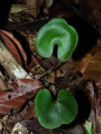 Image of Lindsaea reniformis Dryand.