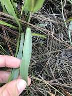 Image of Coastal-Plain Silk-Grass