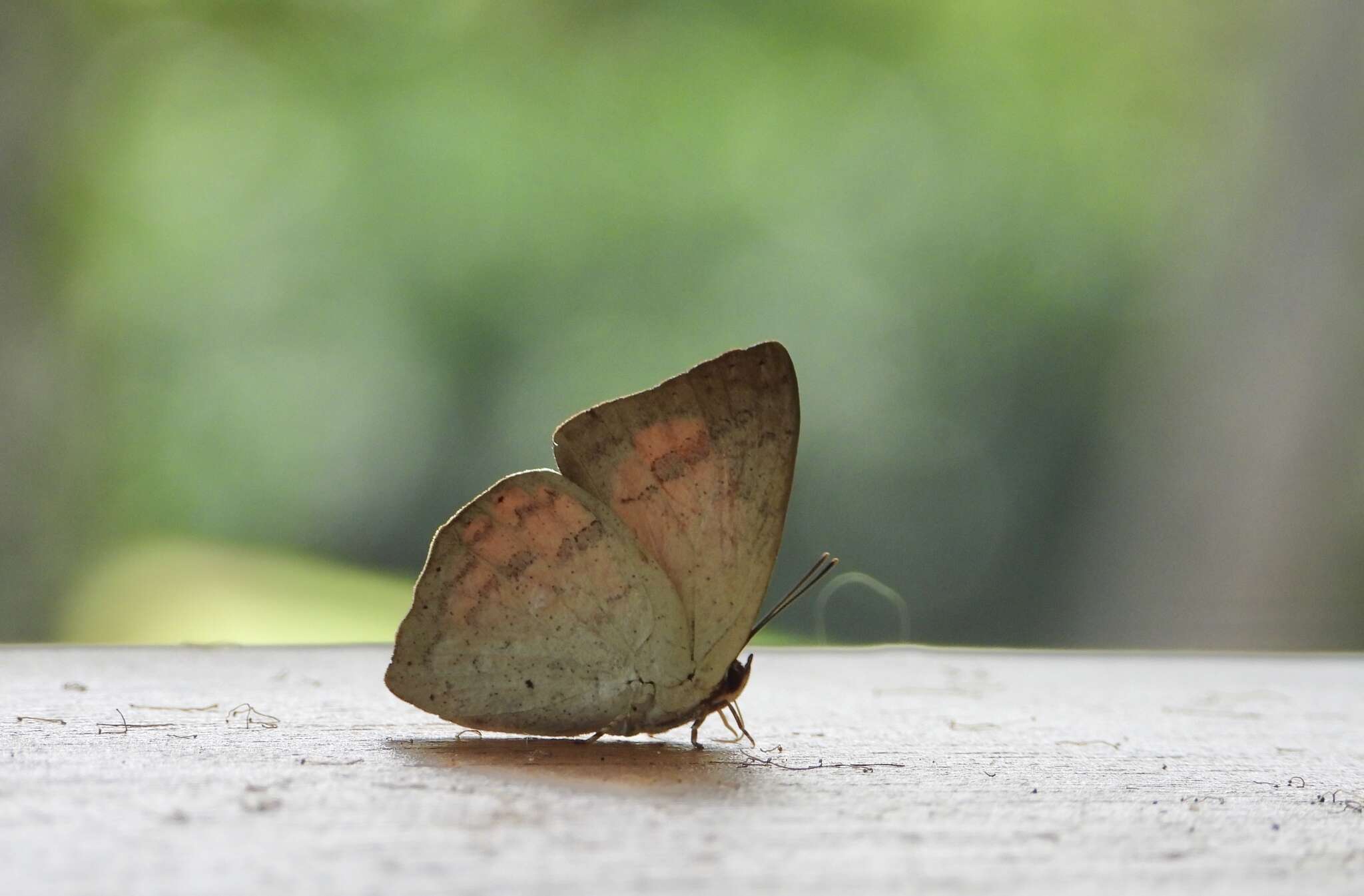 Image of Curetis santana malayica Fruhstorfer 1908