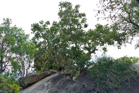 Imagem de Ficus abutilifolia (Miq.) Miq.