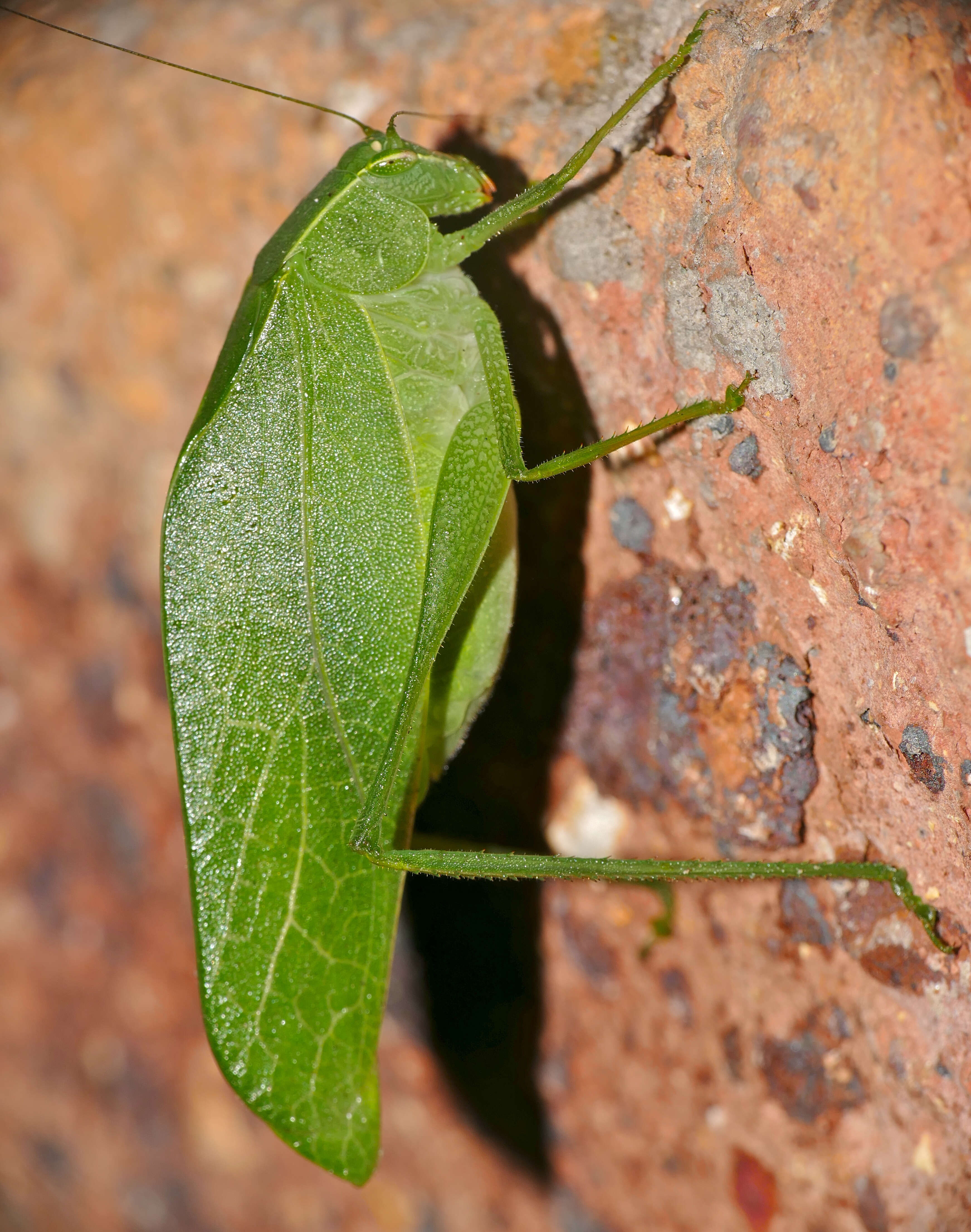 Sivun Eurycorypha kuva