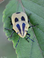 Image of <i>Agonosoma flavolineata</i> Laporte de Castelnau 1833