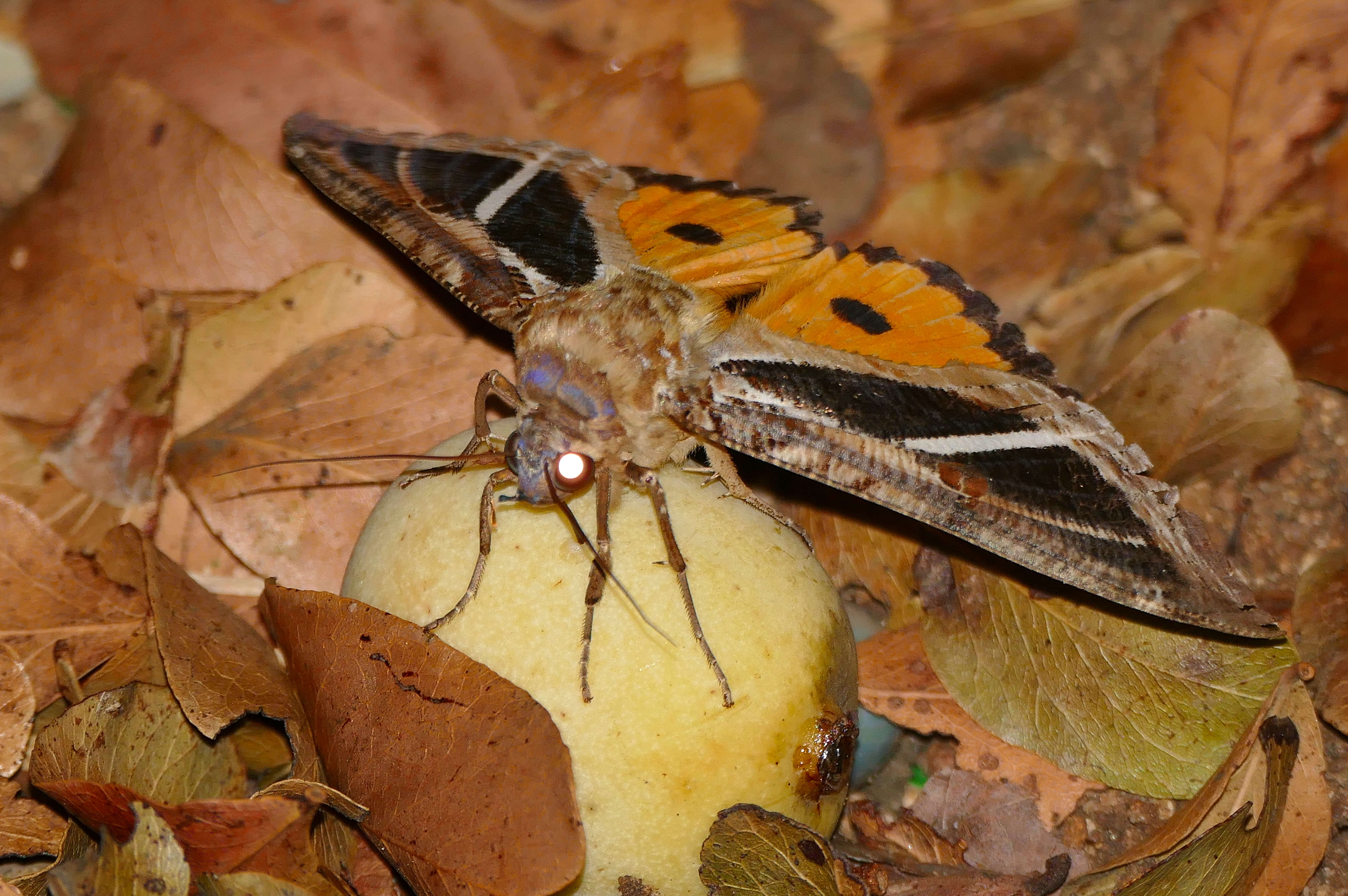 Image of Eudocima materna