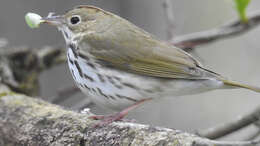 Plancia ëd Seiurus aurocapilla aurocapilla (Linnaeus 1766)