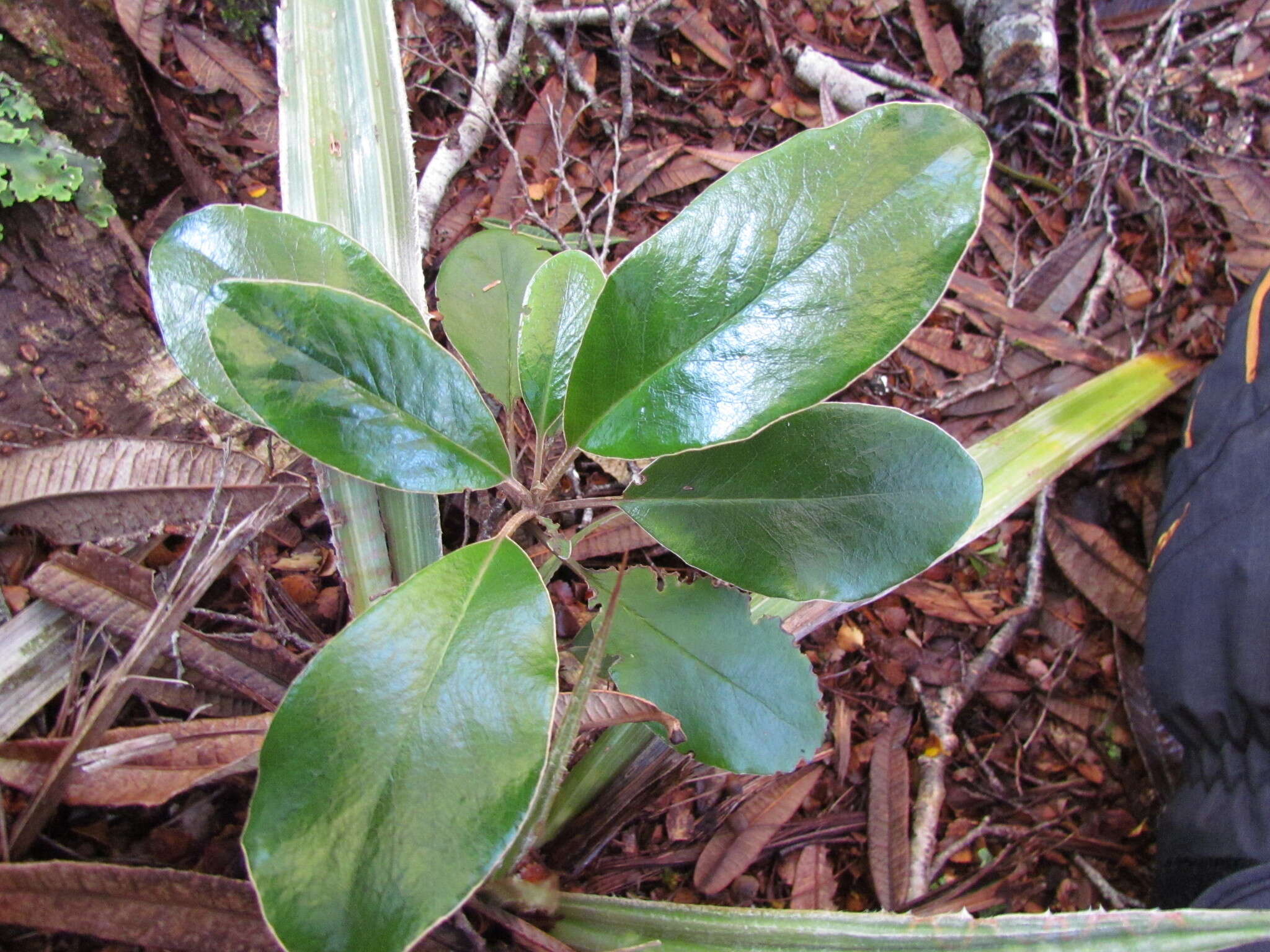 Image of Brachyglottis buchananii (J. B. Armstr.) B. Nord.