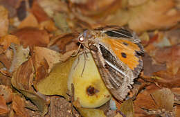 Image of Eudocima materna