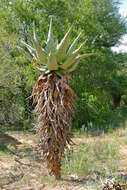 Image of Mountain aloe