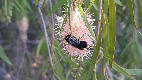 Imagem de Megachile erythropyga Smith 1853