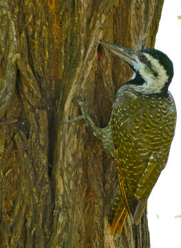 Image of Bearded Woodpecker