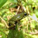 Image de Oophaga vicentei (Jungfer, Weygoldt & Juraske 1996)