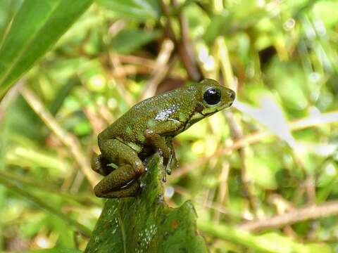 Image of Oophaga vicentei (Jungfer, Weygoldt & Juraske 1996)