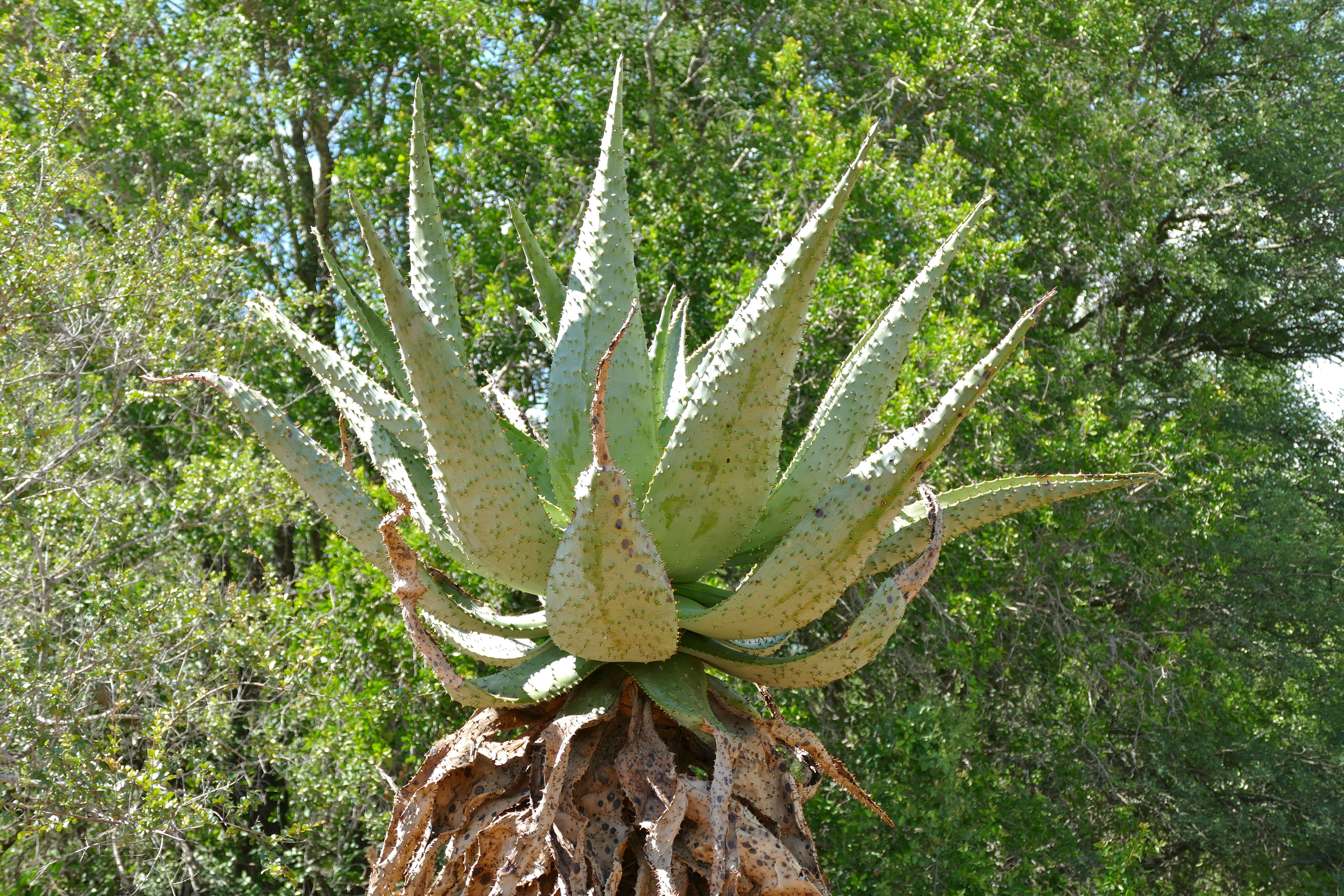 Image of Mountain aloe