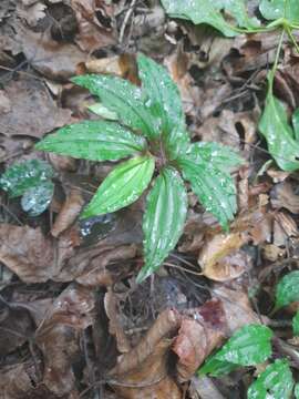 Crepidium roohutuensis (Fukuy.) T. P. Lin的圖片