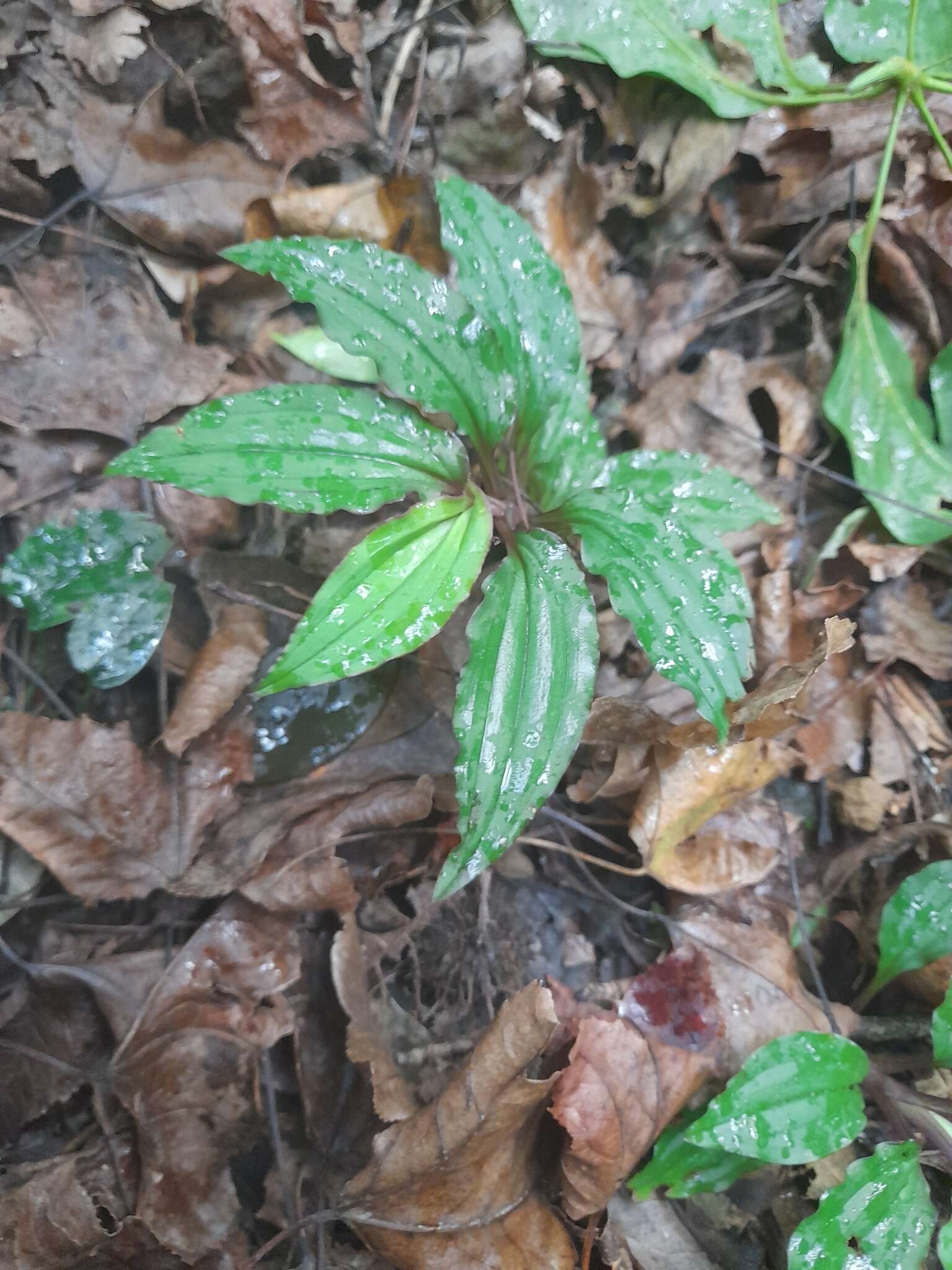 Image of Crepidium roohutuensis (Fukuy.) T. P. Lin