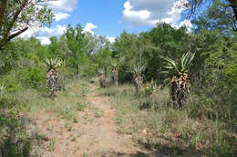 Image of Mountain aloe