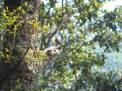 Image of Ferruginous Flycatcher