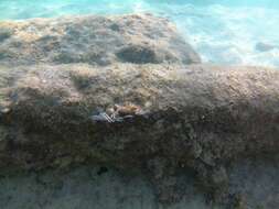 Image of Delicate white stinging hydroids