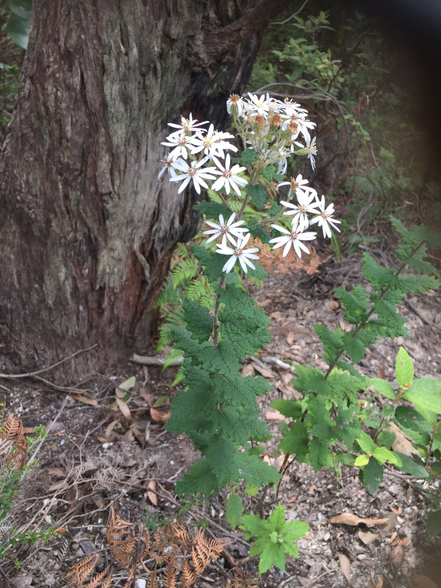 Image of Olearia rugosa (Archer) Hutch.