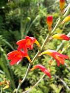 Image of Pott's Montbretia