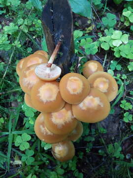 Image of sheathed woodtuft