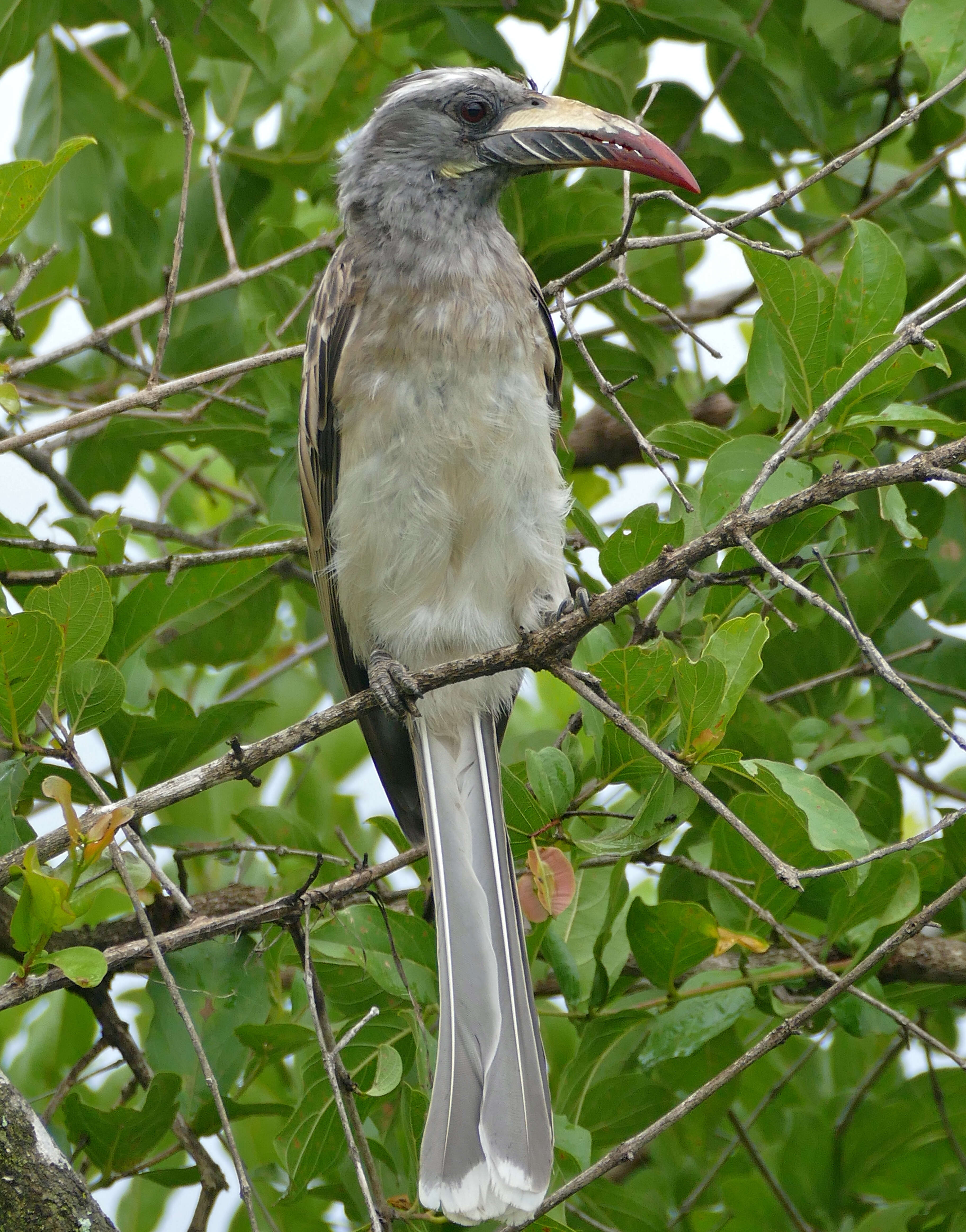 Image of African Grey Hornbill