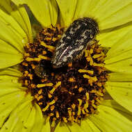 Image de Acmaeodera acuta Le Conte 1860