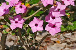 Image de Adenium obesum subsp. swazicum (Stapf) G. D. Rowley