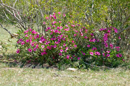 Image de Adenium obesum subsp. swazicum (Stapf) G. D. Rowley