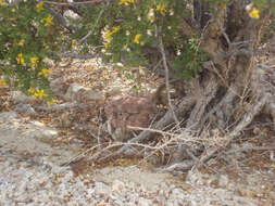 Image of Panamint Rattlesnake