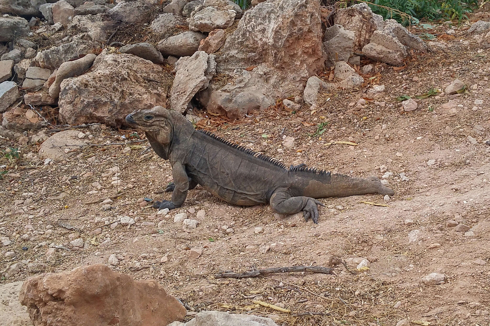 Image of Rhinoceros Iguana