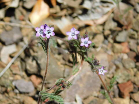 Image of Gilia laciniata Ruiz & Pav.