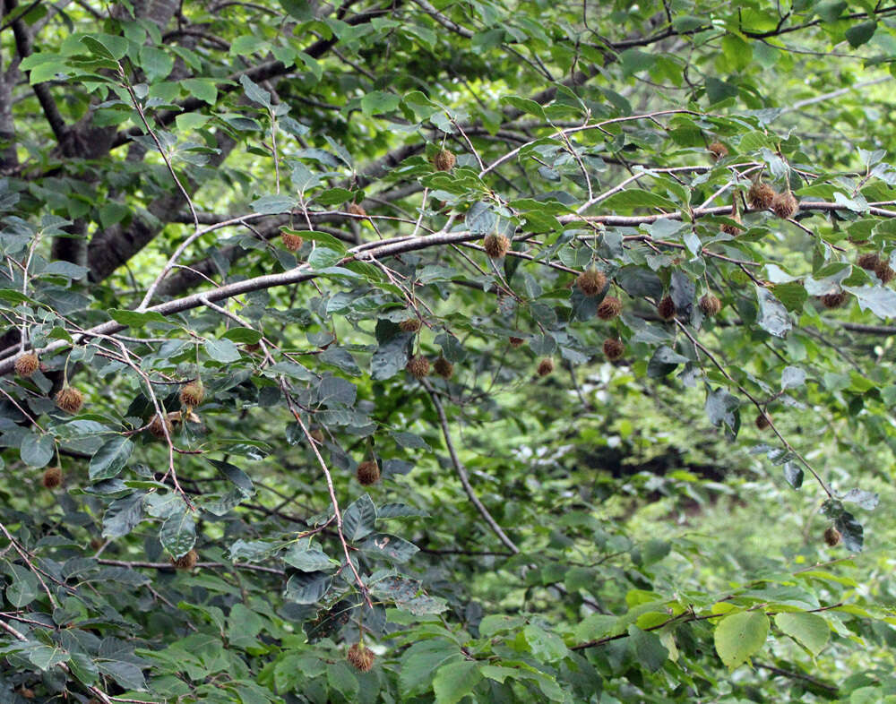 Слика од Fagus orientalis Lipsky