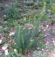 Image of Flax-Leaved Daphne