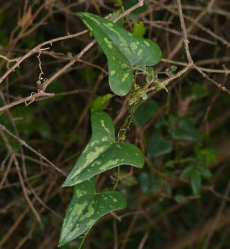 Plancia ëd Smilax aspera L.