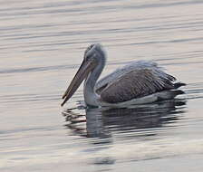 Image of Dalmatian Pelican