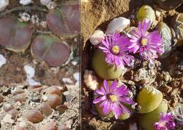 Image of Gibbaeum nuciforme Hartmann