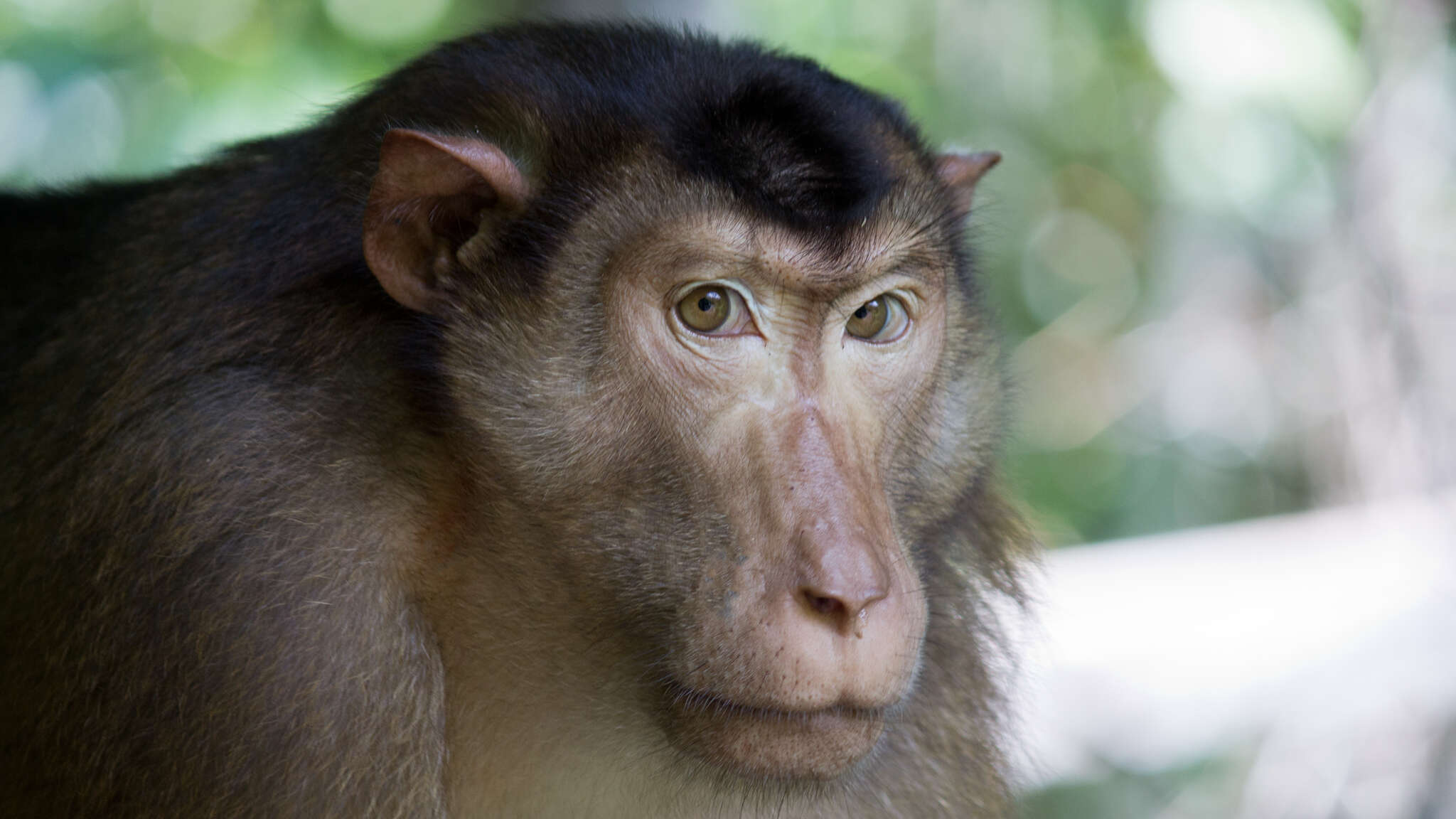 Image of Pig-Tail Macaque