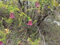 Imagem de Freylinia crispa E. J. van Jaarsveld