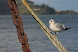 Image of Short-billed Gull