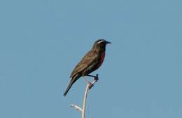 Image of White-browed Blackbird