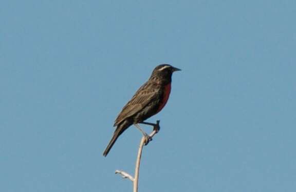 Image of White-browed Blackbird