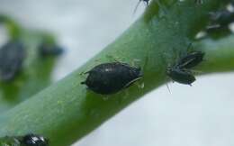 Image of Aphid