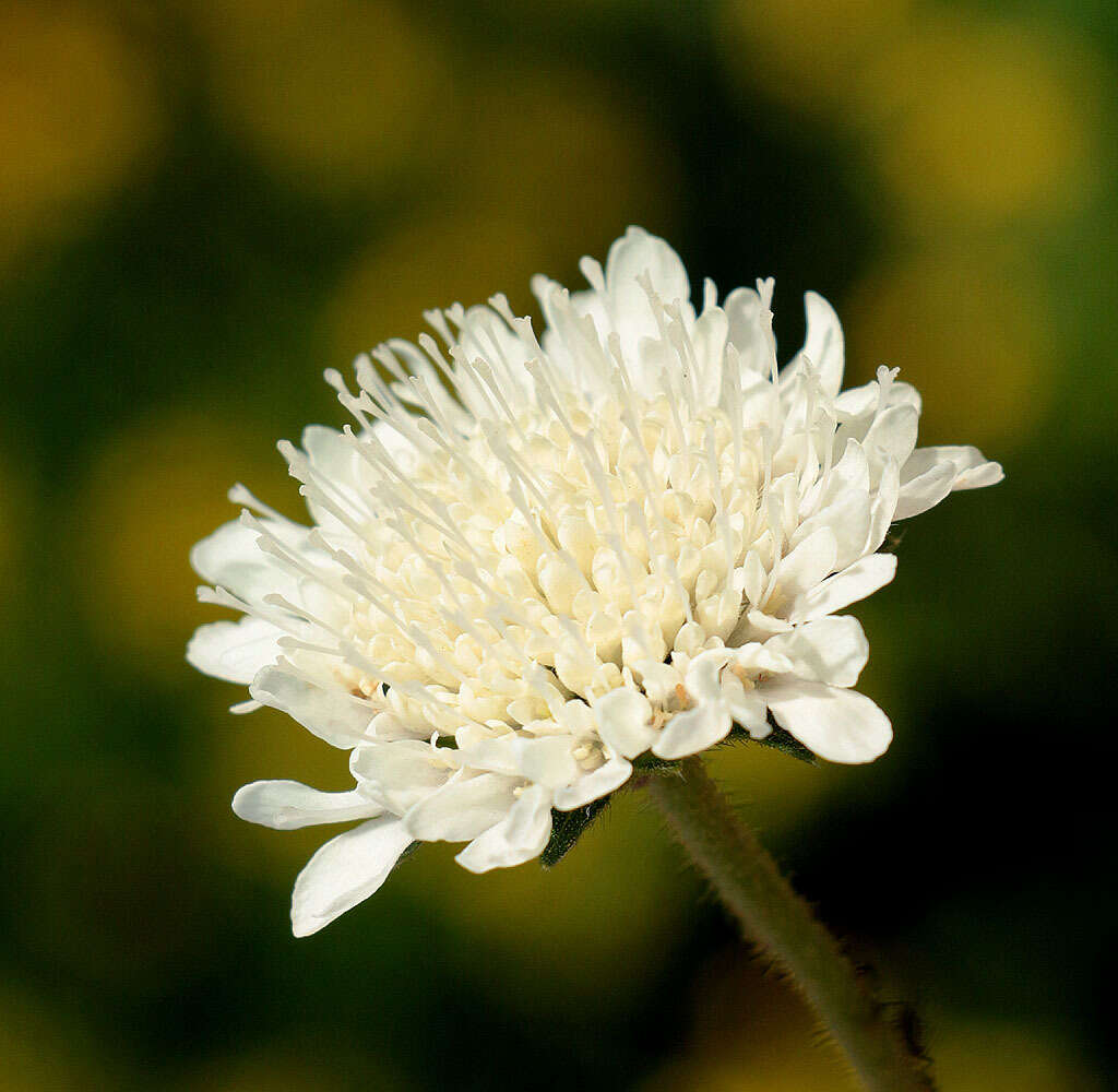 Image of Knautia involucrata Somm. & Lev.