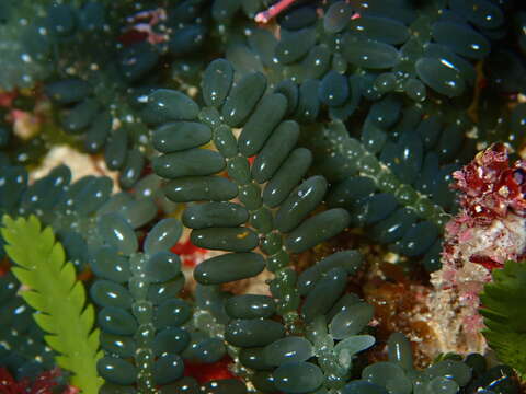 Image of Caulerpa cactoides