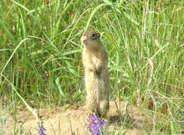 Image of thirteen-lined ground squirrel