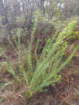 Dalea pinnata var. pinnata resmi