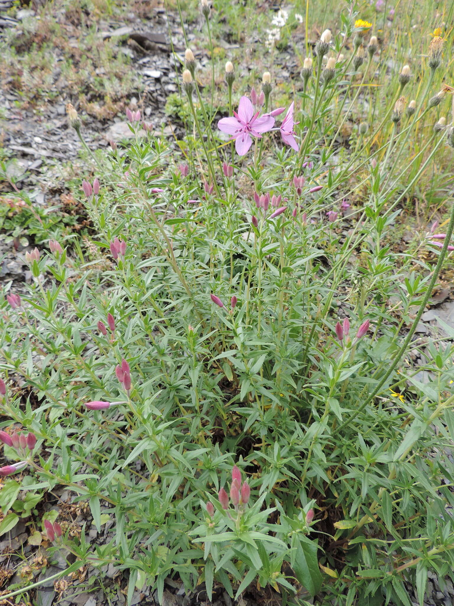 Imagem de Epilobium colchicum subsp. colchicum