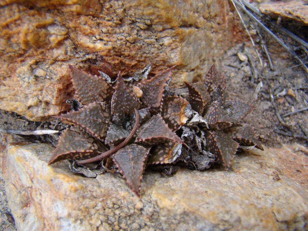 Image of Haworthia maraisii var. maraisii