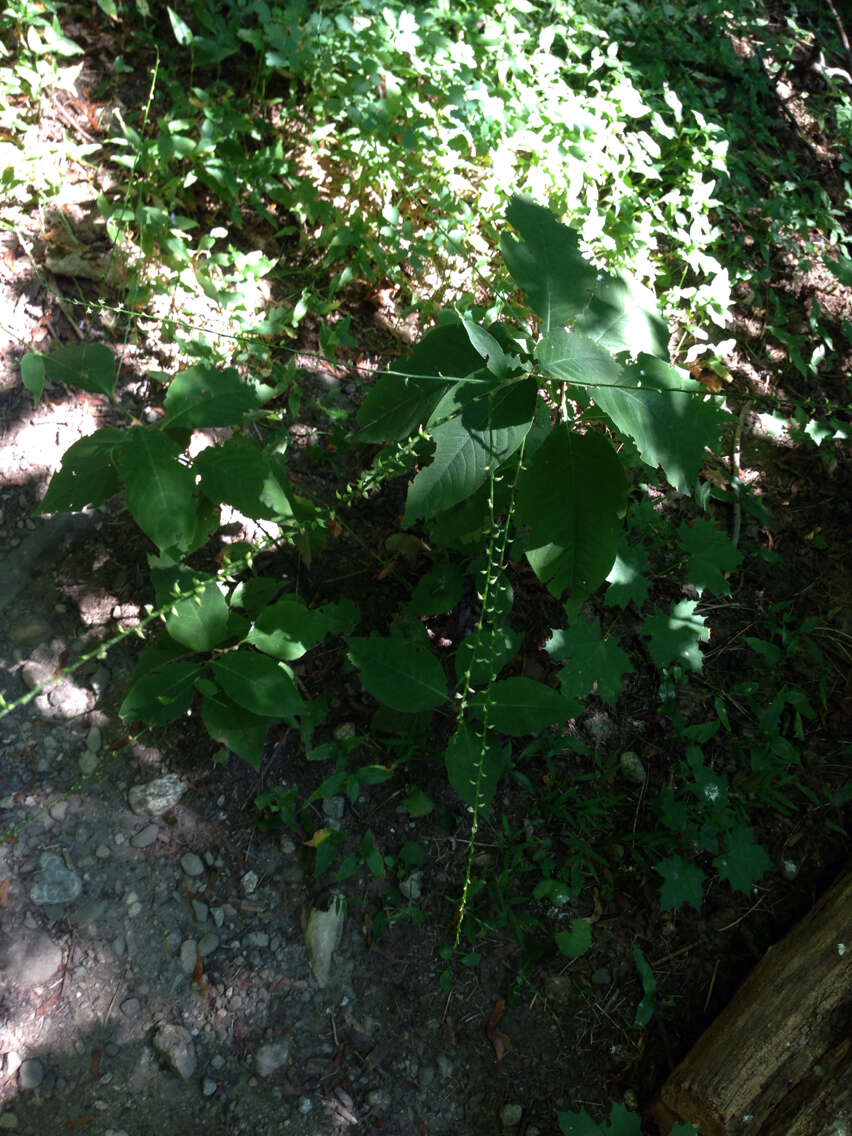 Image de Persicaria virginiana (L.) Gaertner